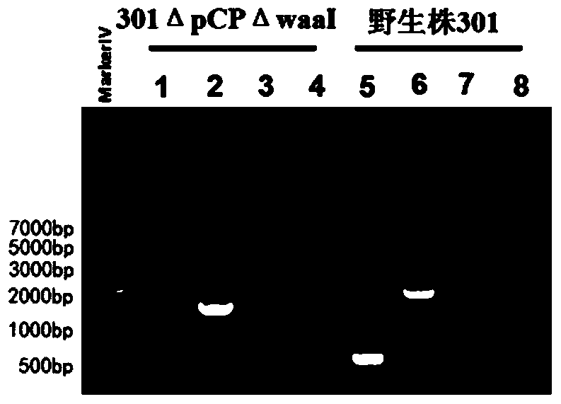 A kind of carrier protein of bacterial polysaccharide conjugated vaccine and its application