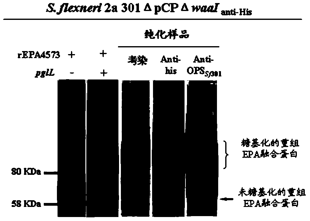 A kind of carrier protein of bacterial polysaccharide conjugated vaccine and its application