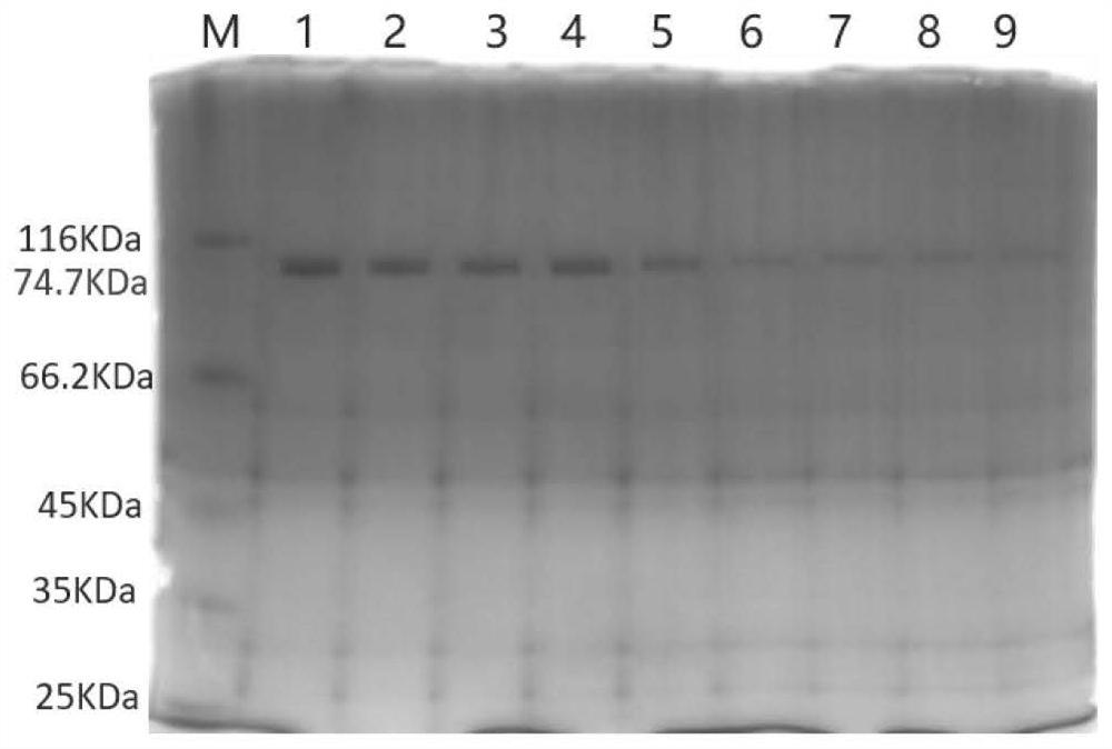 A kind of mutant reverse transcriptase and its preparation method and application