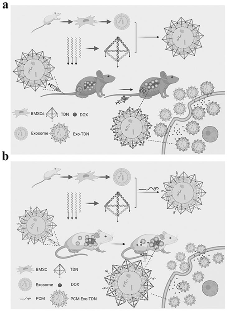 Mesenchymal stem cell exosome agent based on DNA tetrahedron, preparation method and application of mesenchymal stem cell exosome agent