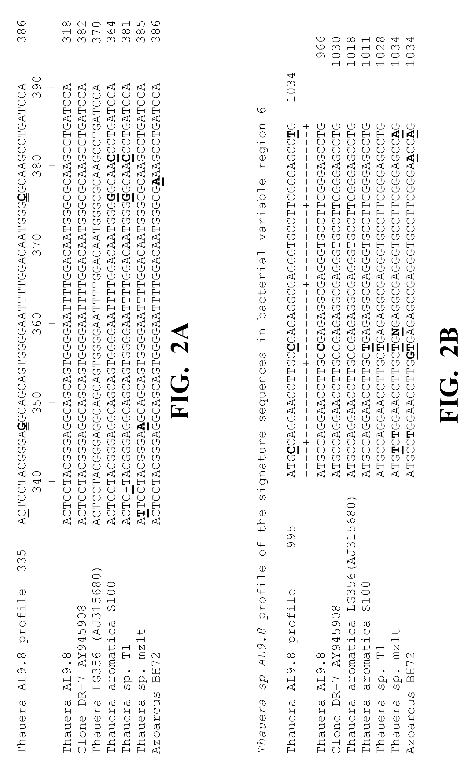 Identification, characterization, and application of Thauera sp. AL9:8 useful in microbially enhanced oil recovery