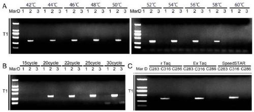 An SNP marker for identifying Corydalis turtschaninovii Bess., an allele-specific PCR process and application