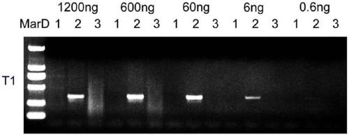 An SNP marker for identifying Corydalis turtschaninovii Bess., an allele-specific PCR process and application
