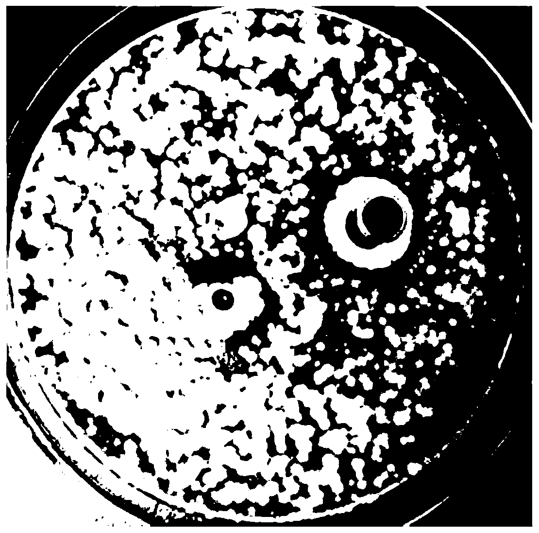 Bacillus velezensis and application thereof in prevention and treatment of porcine diarrhea