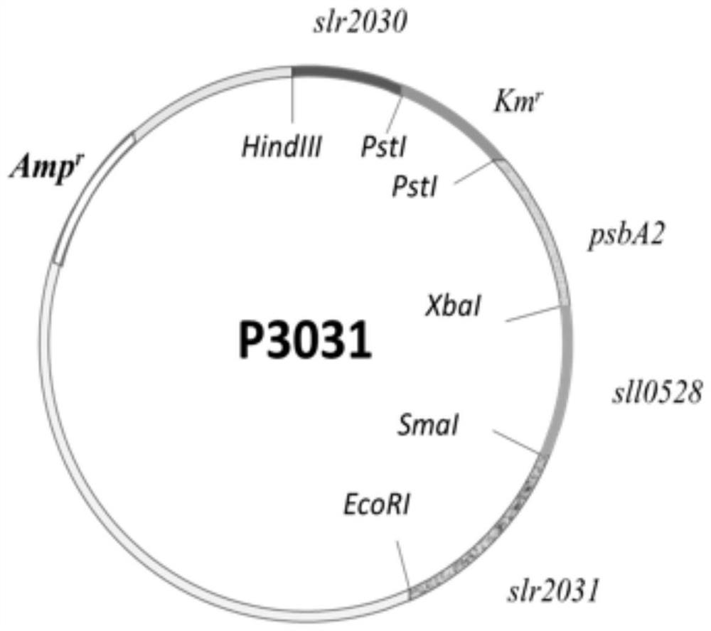 Application of sll0528 gene in improving oxidative stress tolerance of Synechocystis pcc6803