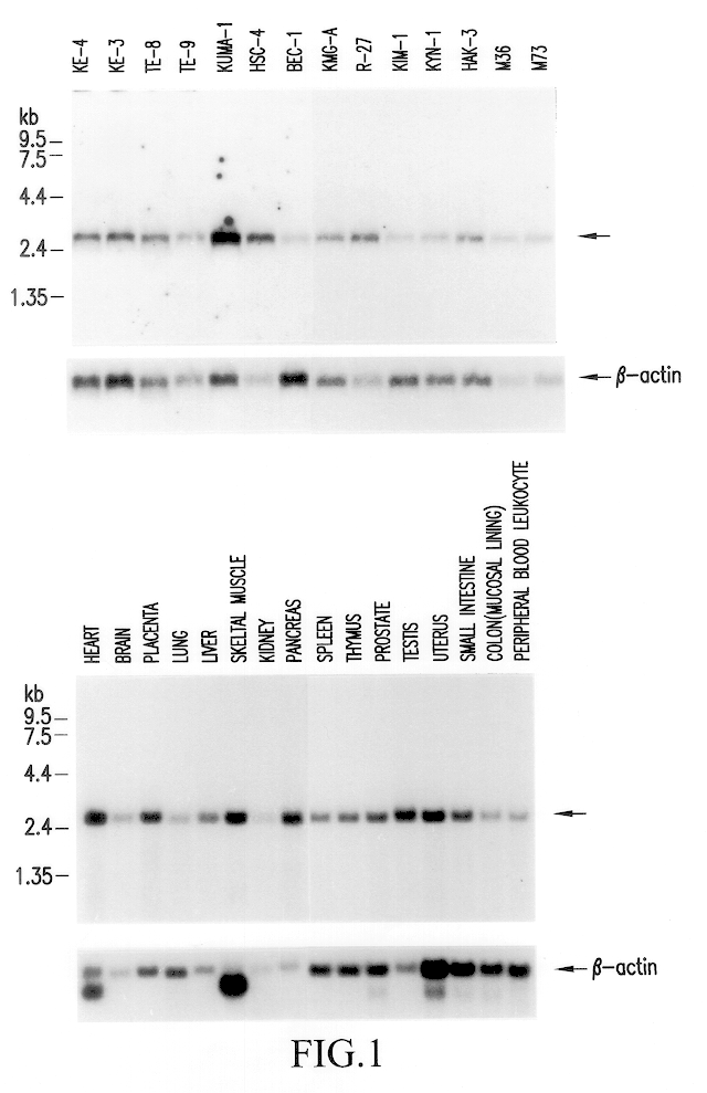 Tumor antigen peptide derivatives