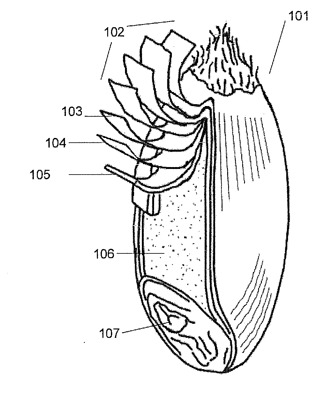 Durum Wheat Pasta With High Alimentary Bran Content and Process for the Production Thereof