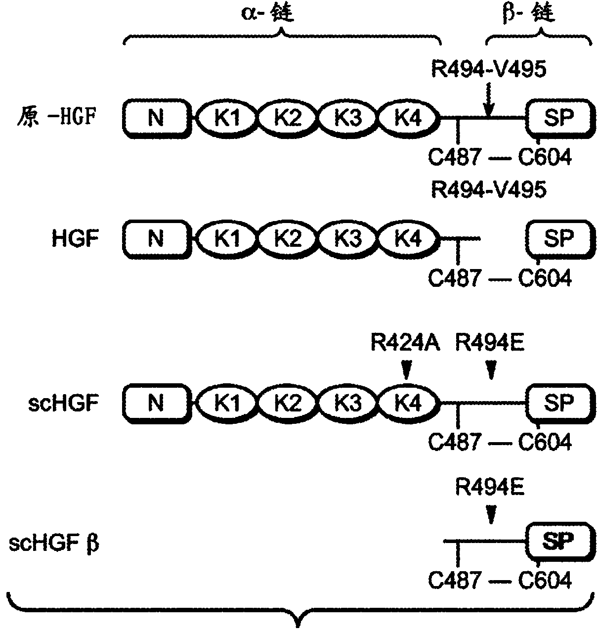 Zymogen activators