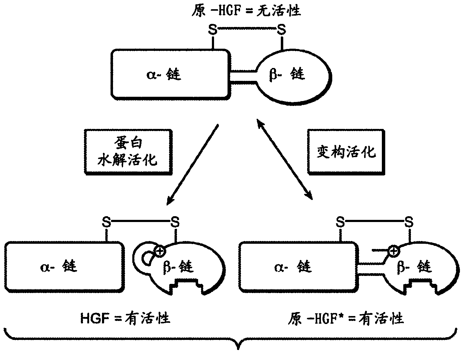 Zymogen activators