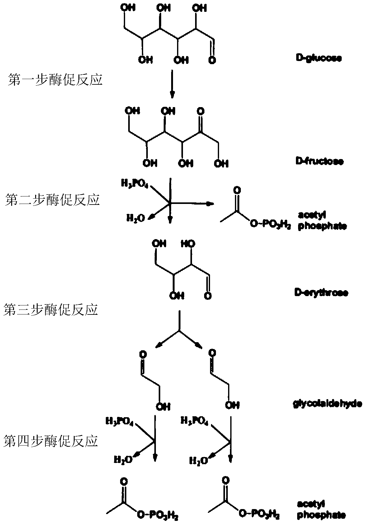 A new pathway for the synthesis of acetyl-CoA and its derivatives from glycolaldehyde