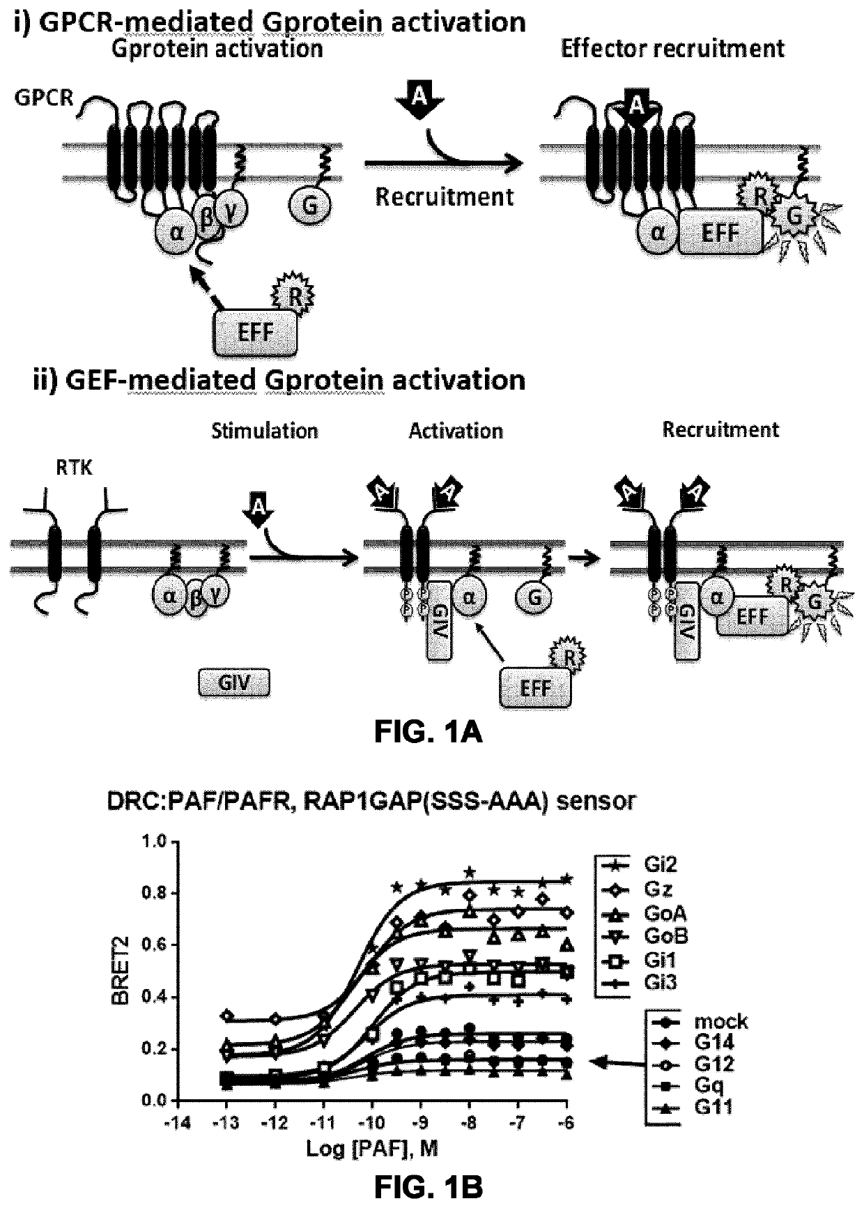Systems and methods for the assessment of g-protein activation