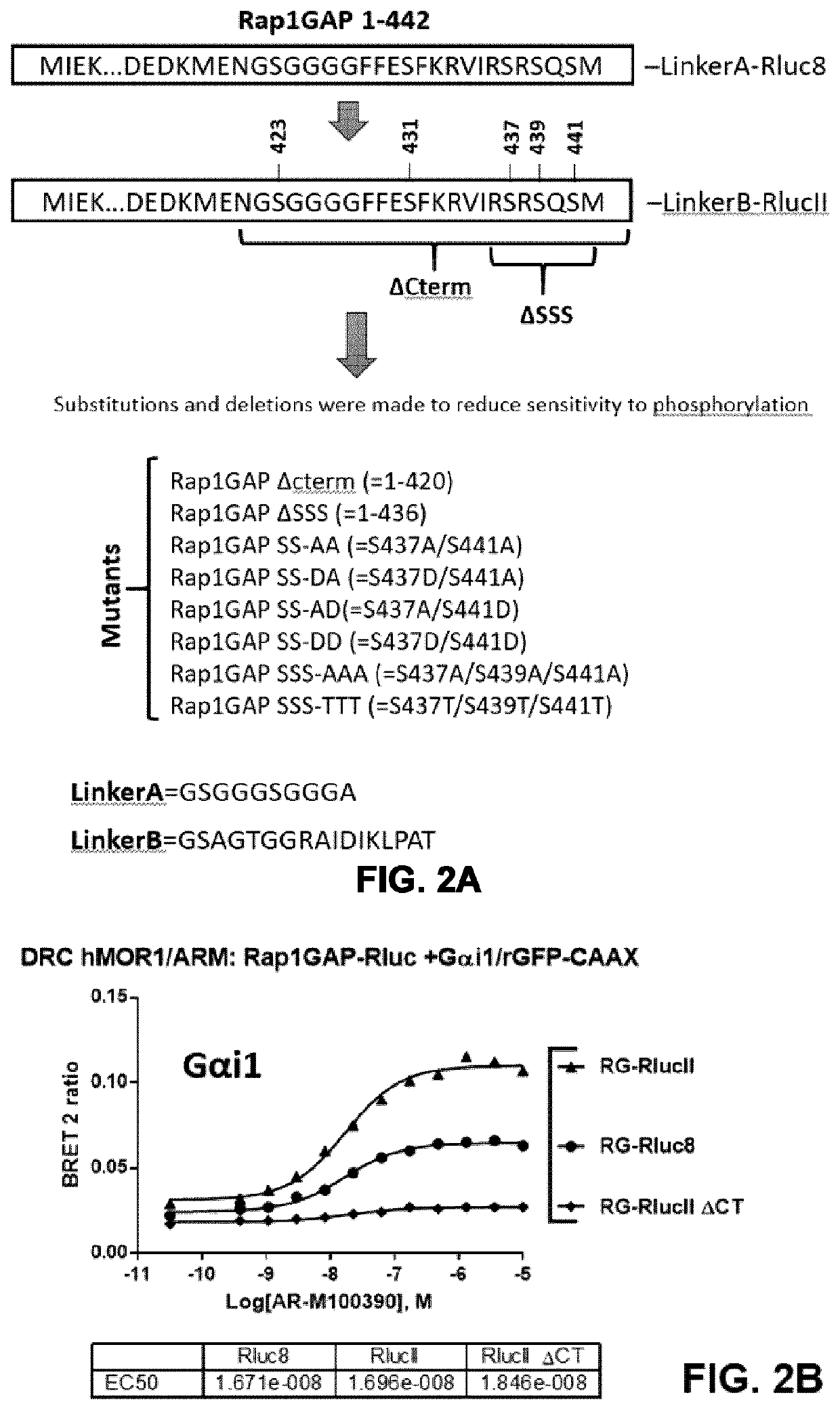 Systems and methods for the assessment of g-protein activation