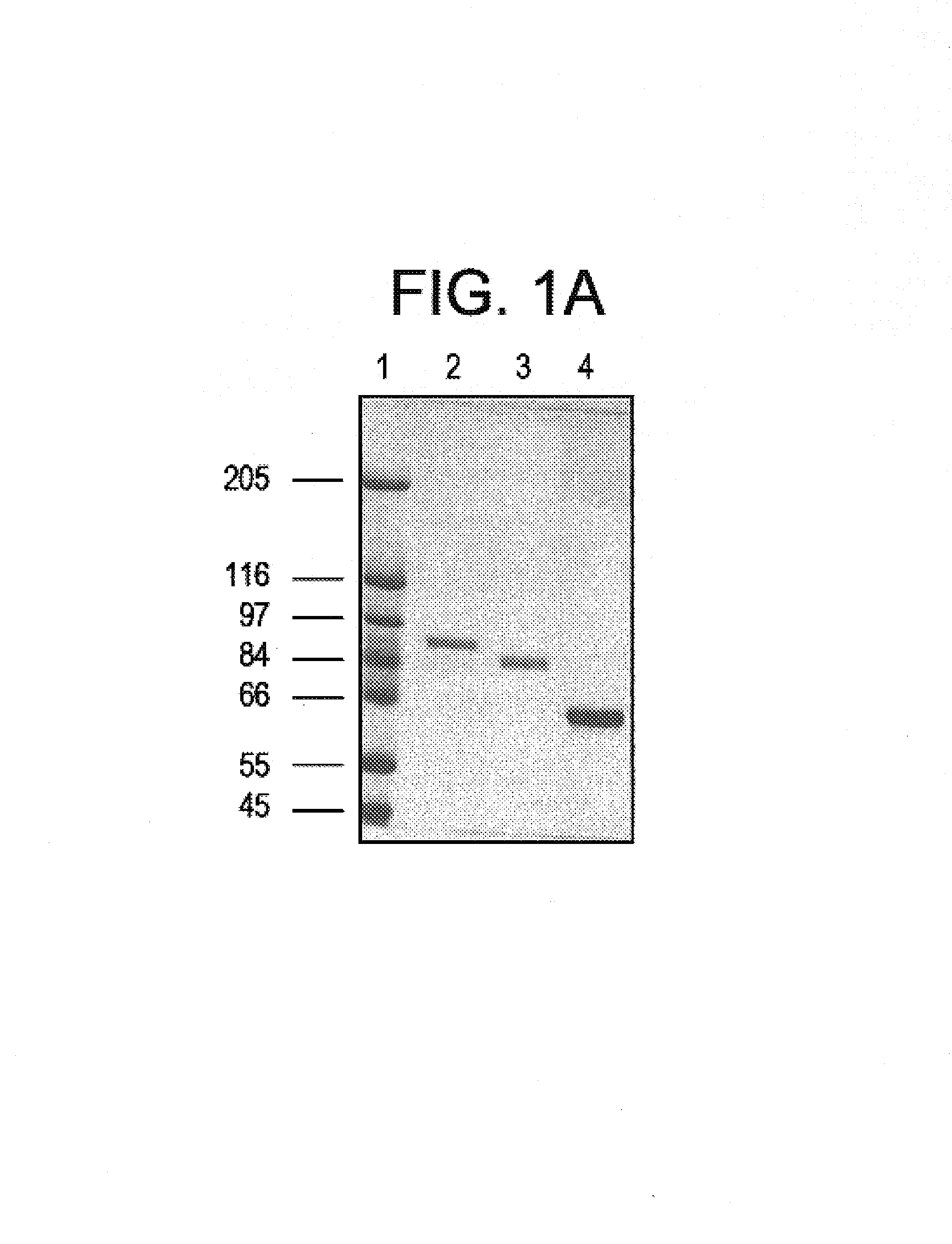 Purified STAT proteins and methods of purifying thereof