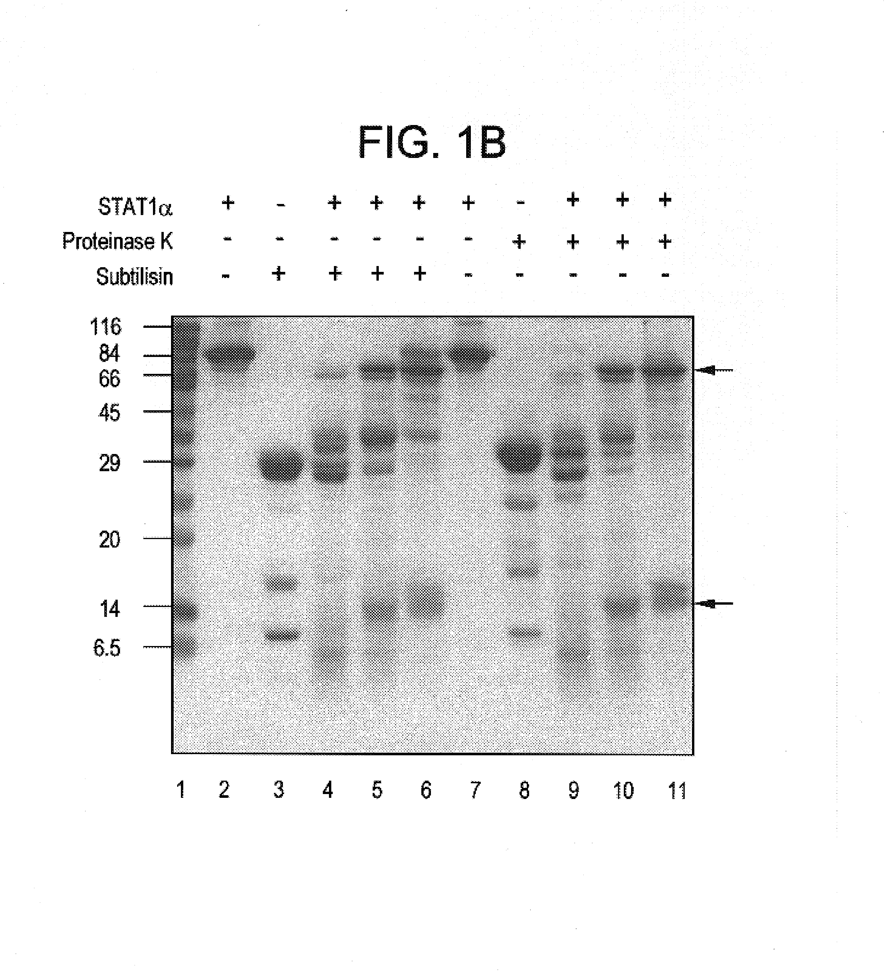 Purified STAT proteins and methods of purifying thereof