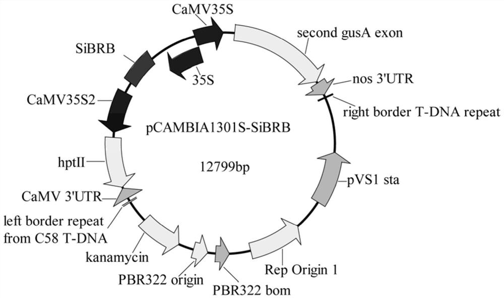 Application of the sesame protein sibrb in regulating plant root development