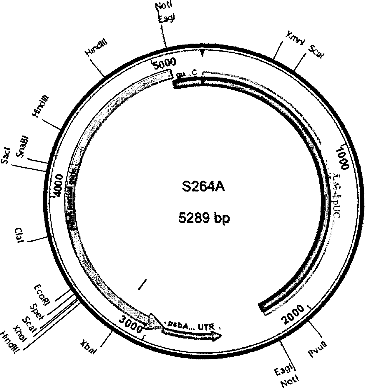 A system for transformation of the chloroplast genome of scenedesmus sp. and dunaliella sp.