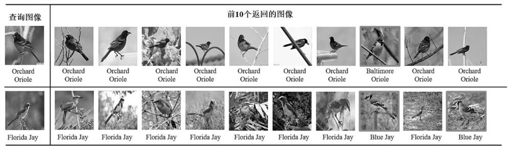 Fine-grained bird image retrieval method based on graph neural network and deep hash