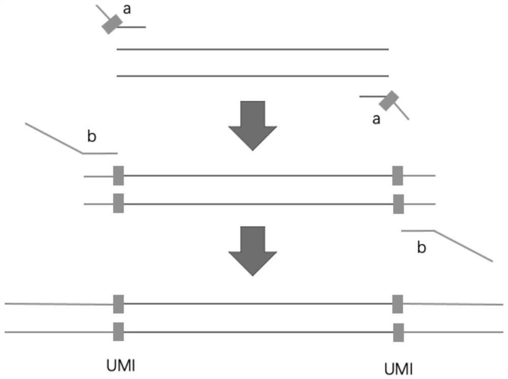 Library construction primer group and application thereof in high-throughput detection