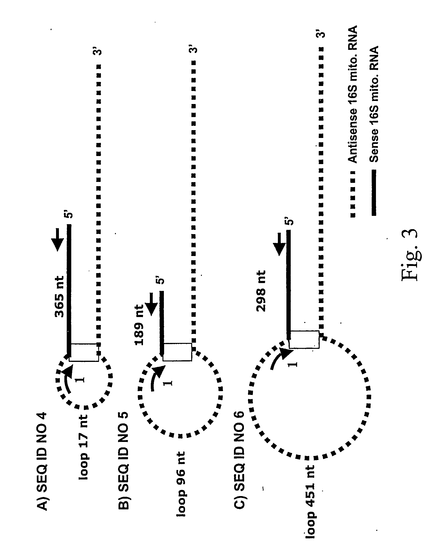 Markers for pre-cancer and cancer calls and the method to interfere with cell proliferation therein