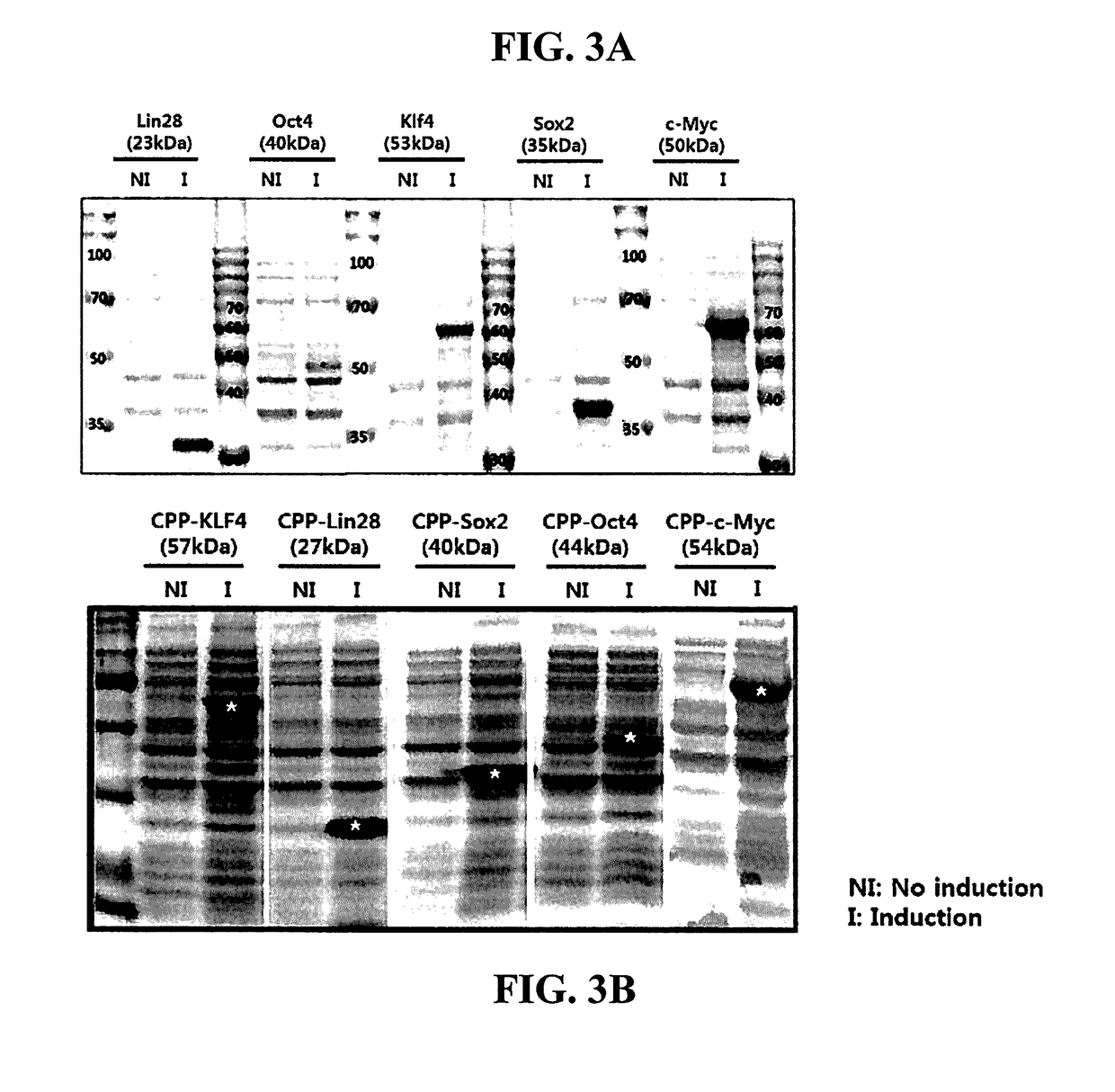 Cell permeable fusion protein for facilitating reprogramming induction and use thereof