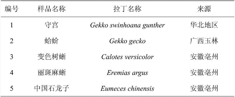 specific primer, kit and identification method for identifying traditional Chinese medicine kwangsi gecko