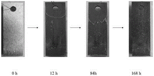 Ultrasonic phosphating solution for carbon steel, preparation method thereof and method for phosphating carbon steel by adopting phosphating solution