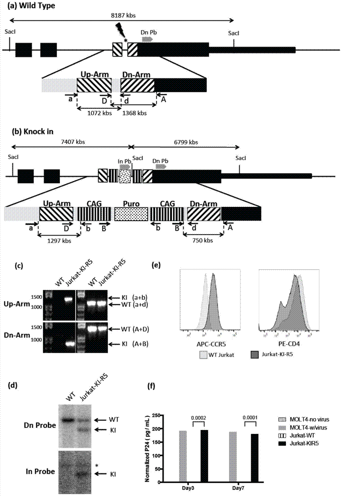 Jurkat-KI-R5 cell line and construction method and application thereof