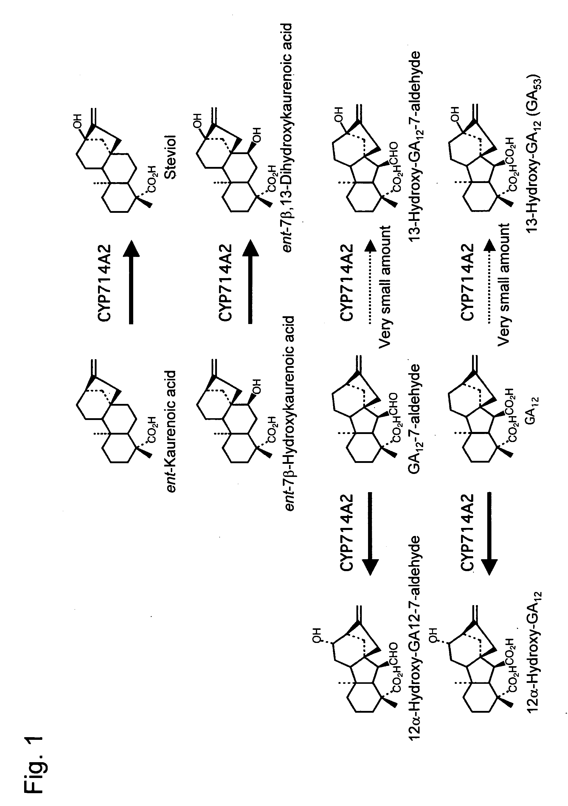 Method for producing steviol synthetase gene and steviol