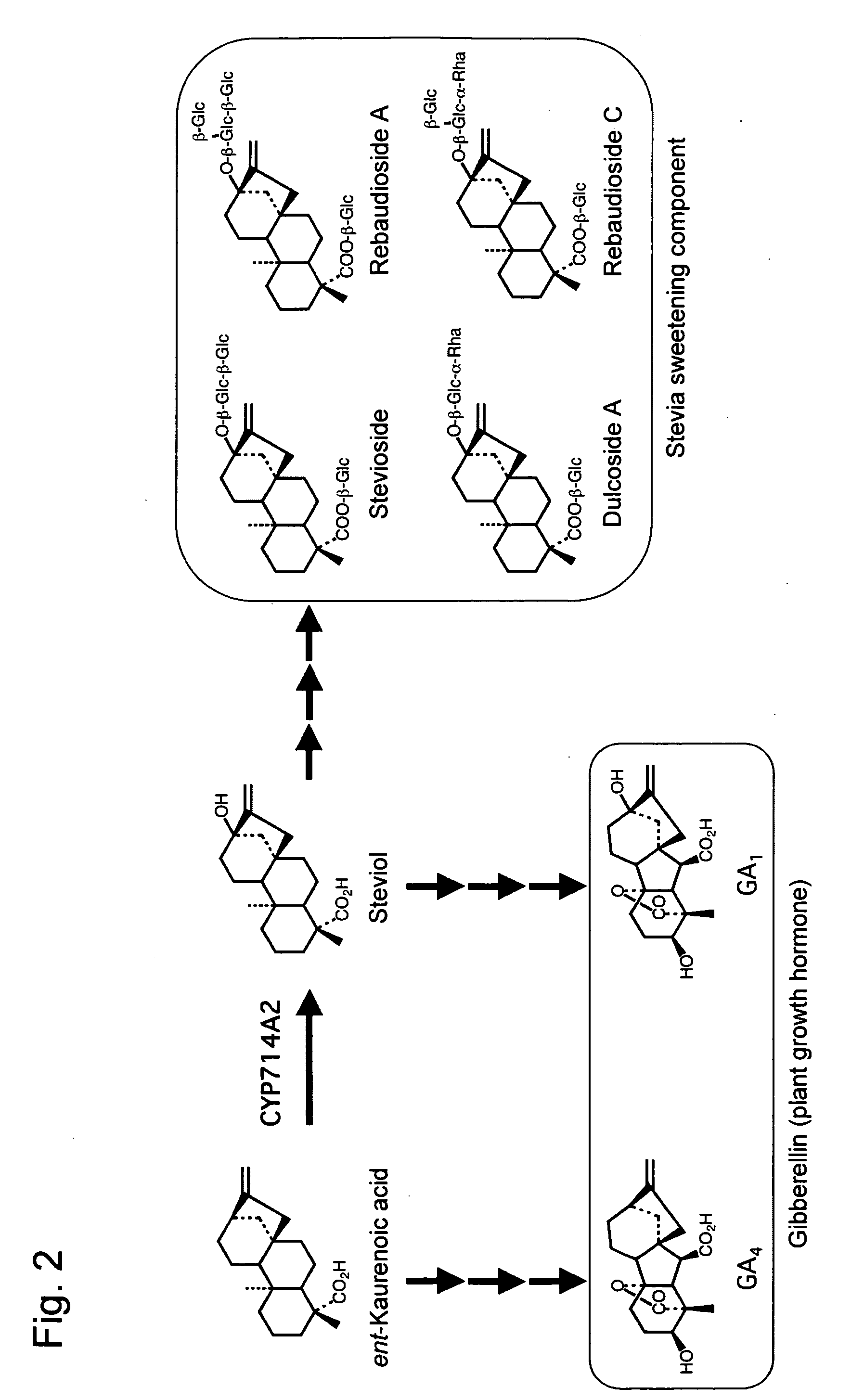 Method for producing steviol synthetase gene and steviol