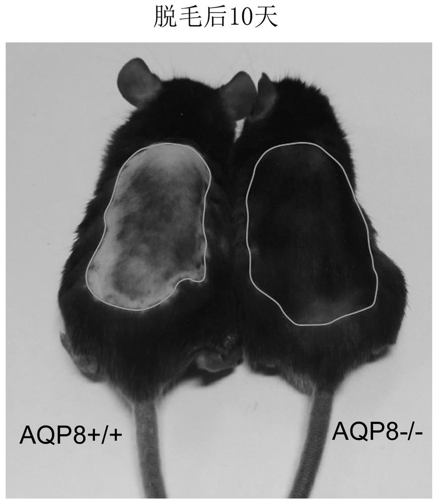 Method for increasing number of skin hair and accelerating hair growth speed