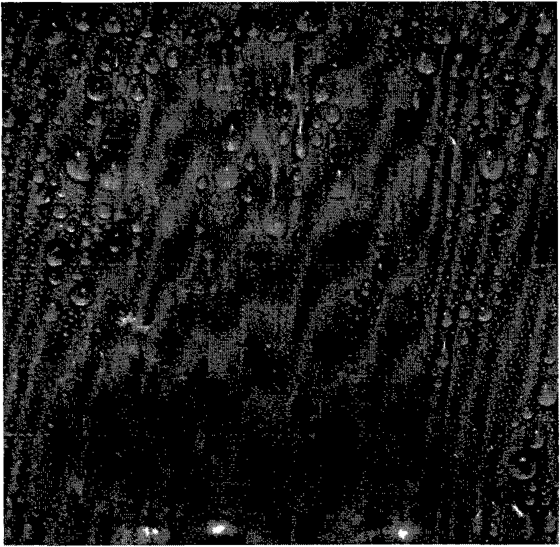 Metal surface treatment method for enforcing condensation heat transfer