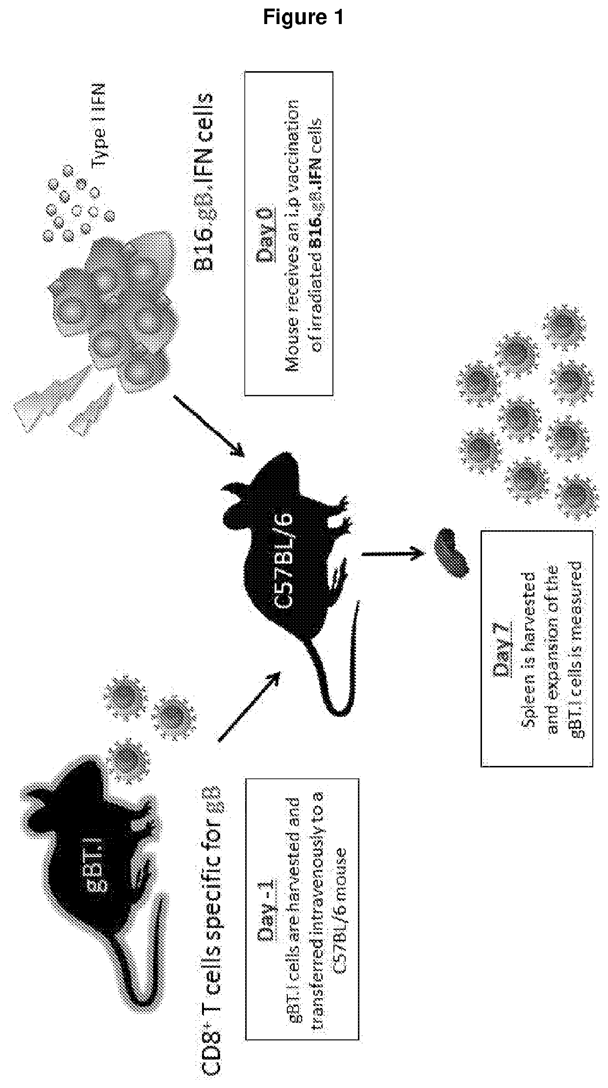 Immunogenic compositions