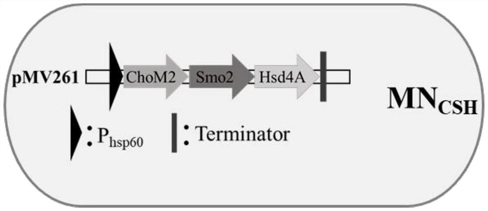 A kind of recombinant mycobacterium producing high androstenedione and its construction method and application