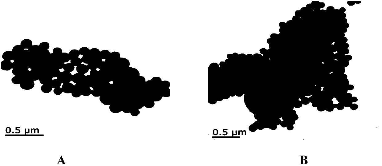 Lactobacillus rhamnosus immunomagnetic beads electrochemical sensor detection method