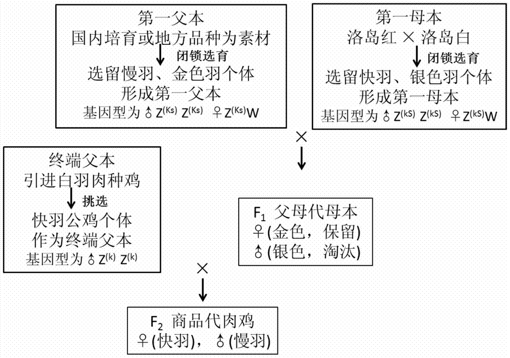 A three-line matching seed production method for small white-feathered broiler chickens and its application