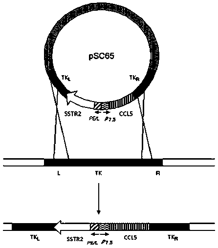 Recombinant poxvirus containing ccl5 and sstr2 genes and preparation method thereof