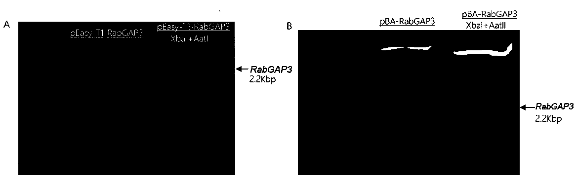 Arabidopsis thaliana RabGAP3 gene controlling vesicle development, recombinant constructed body of gene and application