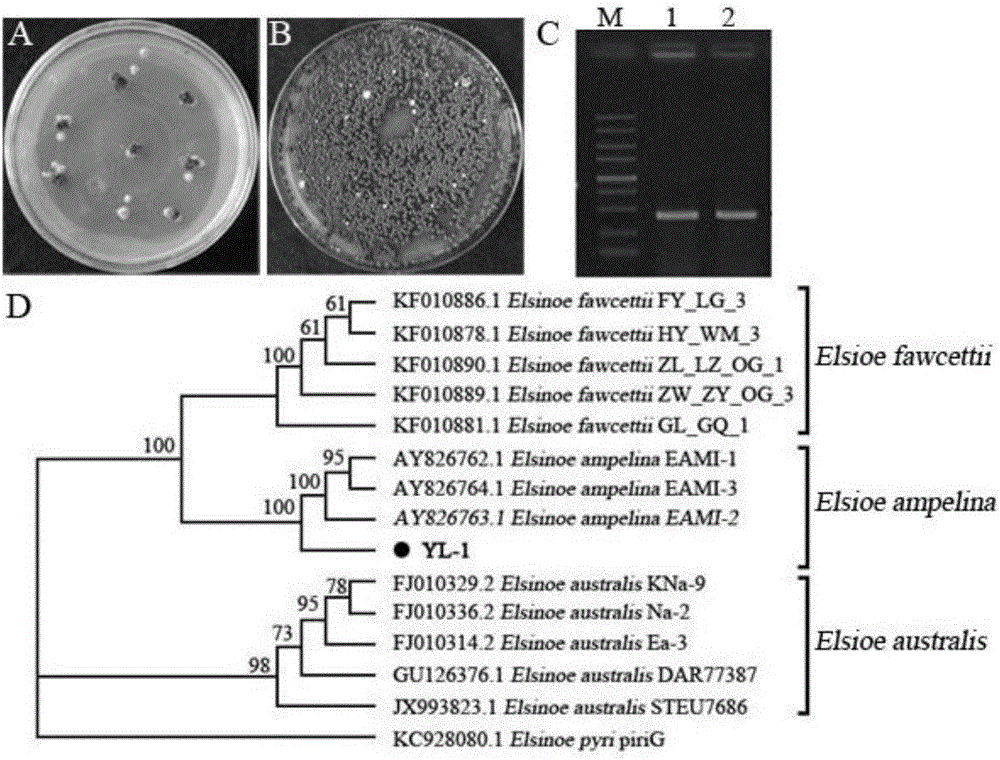 Method for inducing grape elsinoe ampelina to produce spores