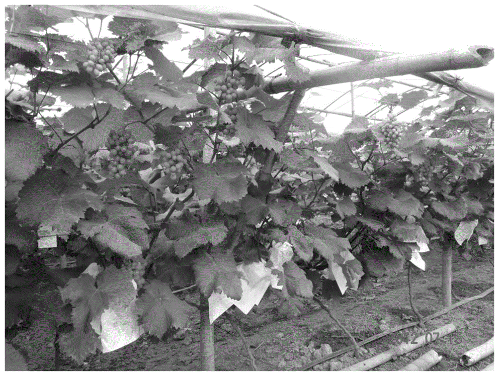 Cultivation method for delaying one-year two-season harvest of Kyoho grapes