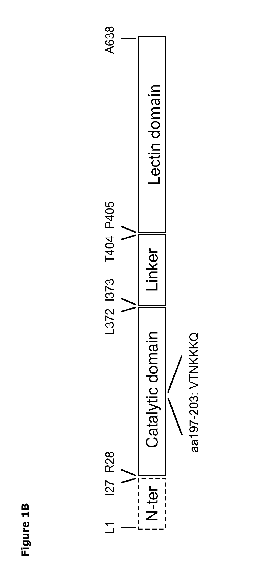 Mutant sialidase having trans-sialidase activity for use in production of sialylated glycans