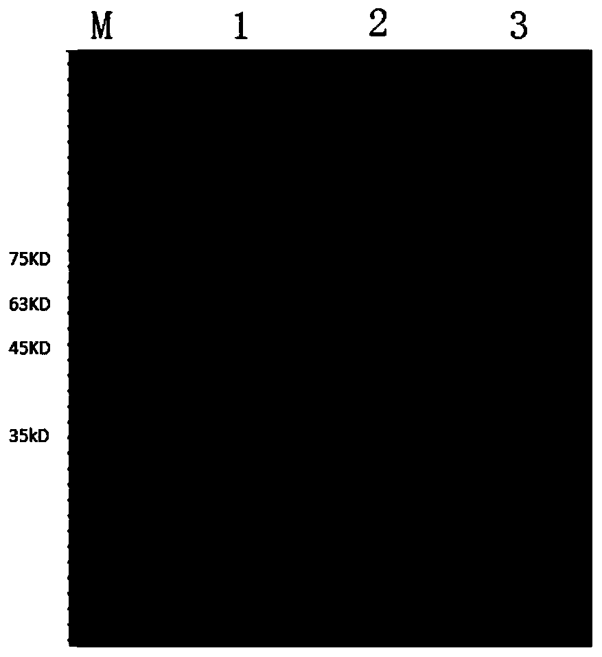 Antibody capturing ELISA detection method for C.perfringens beta toxin