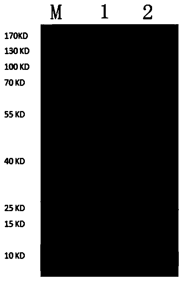 Antibody capturing ELISA detection method for C.perfringens beta toxin