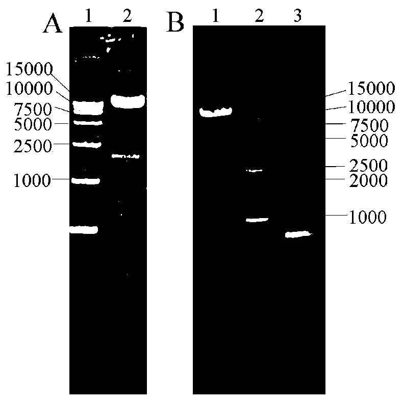 Recombinant rabies virus for expressing canine distemper virus structural protein and application of recombinant rabies virus
