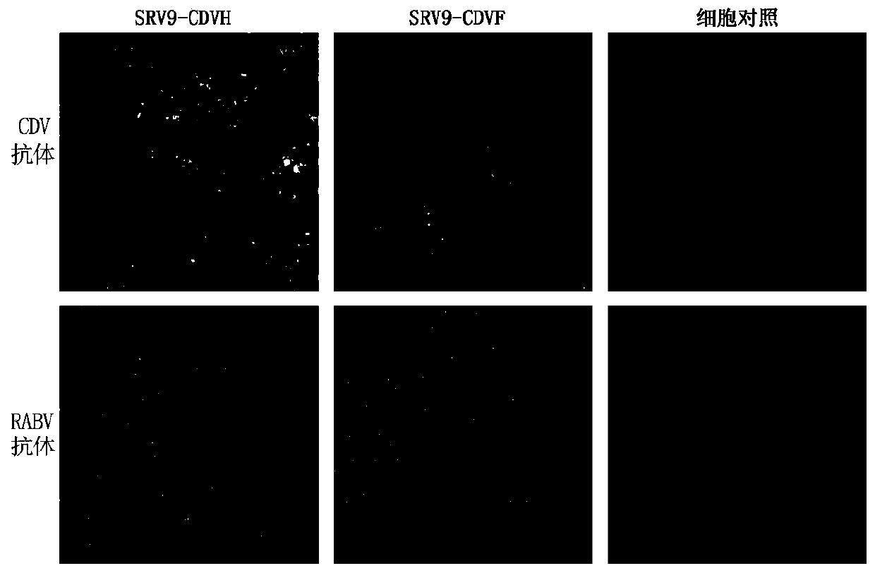 Recombinant rabies virus for expressing canine distemper virus structural protein and application of recombinant rabies virus
