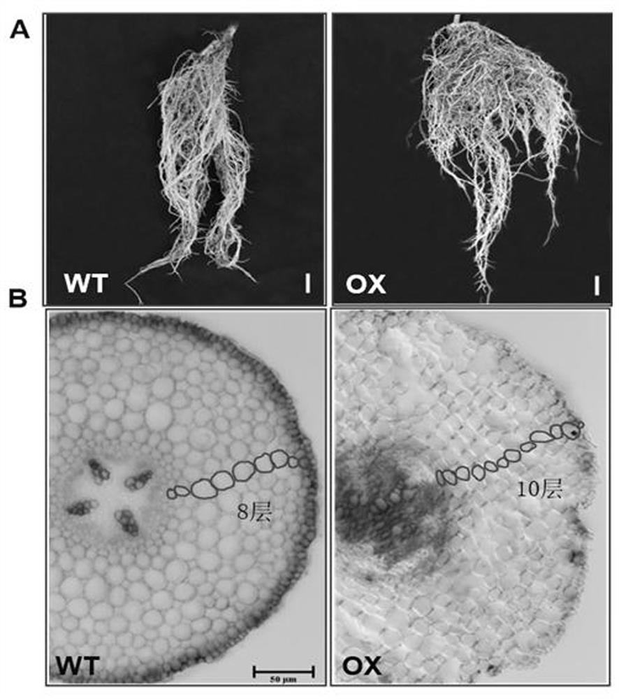 A method of improving root nodule formation of leguminous plants and promoting its growth