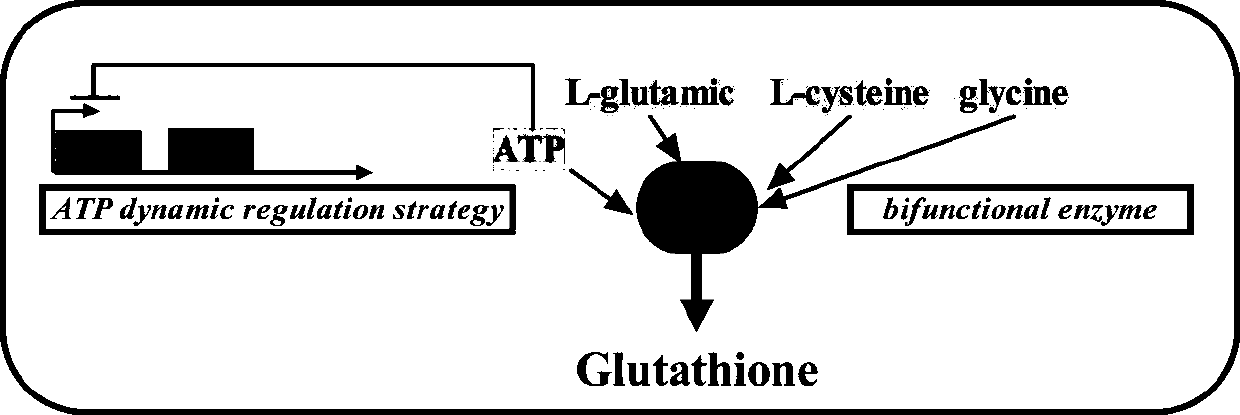 Recombinant plasmid for promoting glutathione synthesis by dynamically regulating ATP, engineering bacterium and application thereof