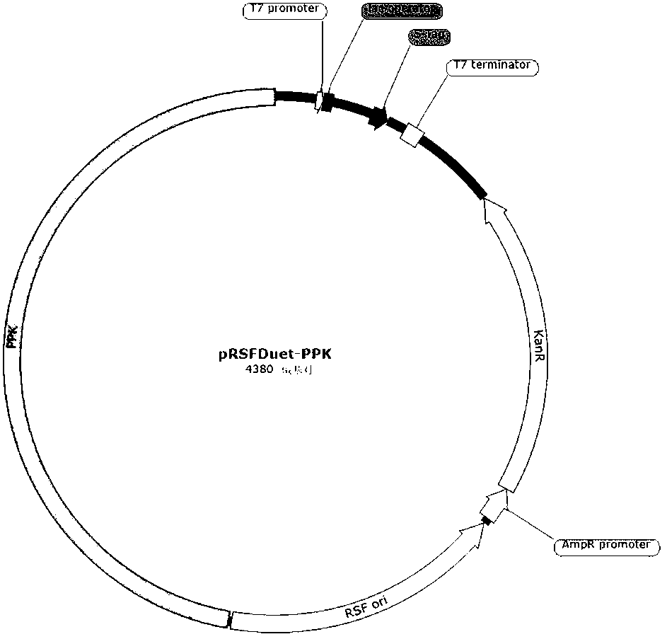 Recombinant plasmid for promoting glutathione synthesis by dynamically regulating ATP, engineering bacterium and application thereof