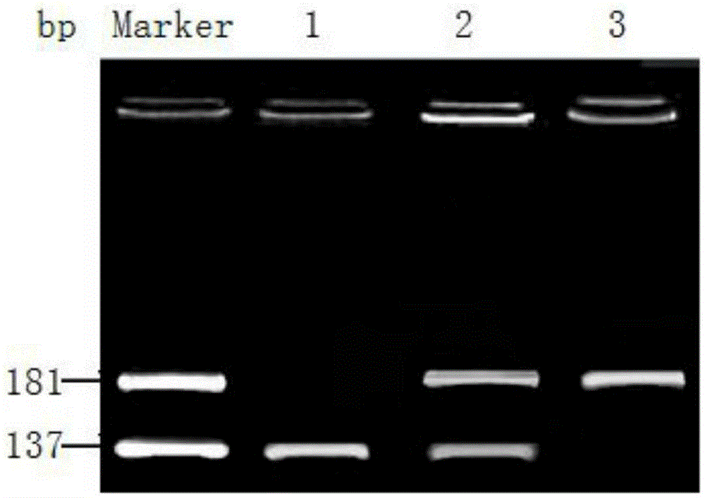 Detection method of human PLIN1 gene rs2289487 site polymorphism and kit