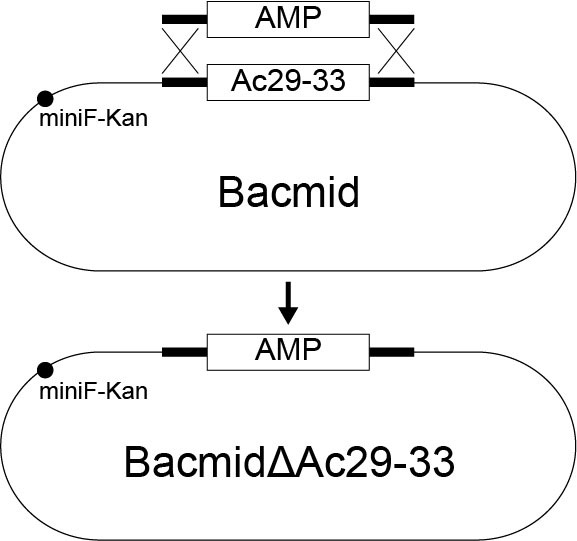 Gene knockout type baculovirus expression vector
