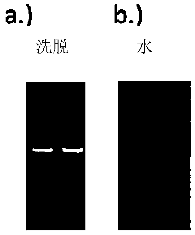 Method for isolating highly pure nucleic acid with magnetic particles